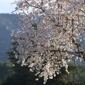 Des pétales à l'infini, la beauté des amandiers en fleurs, la beauté de la Provence. 🌸
𝑬𝒏𝒅𝒍𝒆𝒔𝒔 𝒑𝒆𝒕𝒂𝒍𝒔, 𝒕𝒉𝒆 𝒃𝒆𝒂𝒖𝒕𝒚 𝒐𝒇 𝒂𝒍𝒎𝒐𝒏𝒅 𝒕𝒓𝒆𝒆𝒔 𝒊𝒏 𝒃𝒍𝒐𝒐𝒎, 𝒕𝒉𝒆 𝒃𝒆𝒂𝒖𝒕𝒚 𝒐𝒇 𝑷𝒓𝒐𝒗𝒆𝒏𝒄𝒆.
-
-
Crédit photo 📸 @thierryteisseire
-
#almondtree #lesalpilles #floraison #amandierenfleur #loveinstremy #prendreletemps #alpilleslovers #enjoynature #beautifulnature #lifeisbeautiful #raremoment #provencenature #alpillesenprovence #springseason #blossom #weekendenprovence