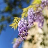 À Saint-Rémy, la glycine revient chaque printemps 💜
comme une mémoire fidèle.

Elle déborde des vieux murs de pierre,
s’accroche aux façades blanchies par les années,
et murmure que rien ne disparaît vraiment.

Chaque printemps est une renaissance,
discrète, obstinée, magnifique ✨

Ici, à chaque coin de rue,
on réapprend simplement à s’émerveiller 🌸

Et vous, quelle fleur raconte votre printemps ?

—
Photo : @thierryteisseire

#saintremydeprovence #poesieduvivant #labeautedusimple #springinprovence #wisteria